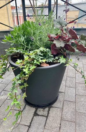 Озеленение террасы